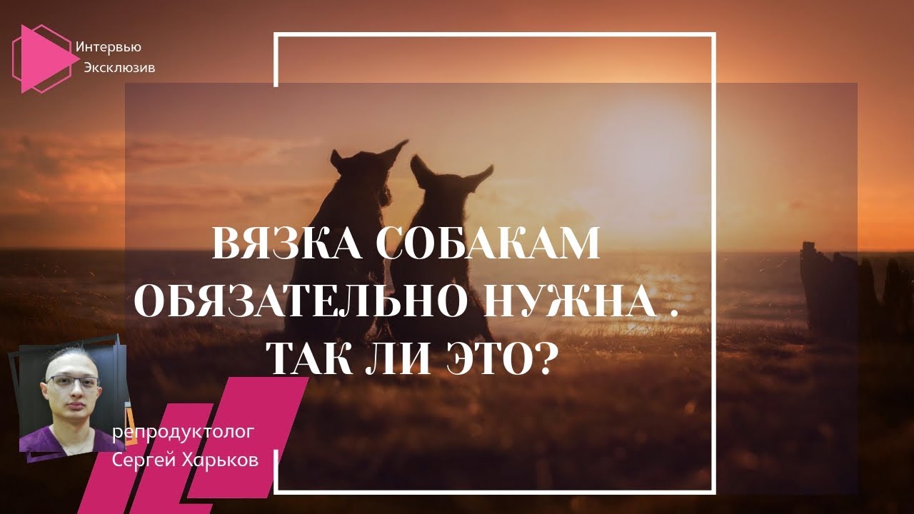 Вязка собакам обязательно нужна. Так ли это? (Интервью с Сергеем Харьковым. Продолжение)