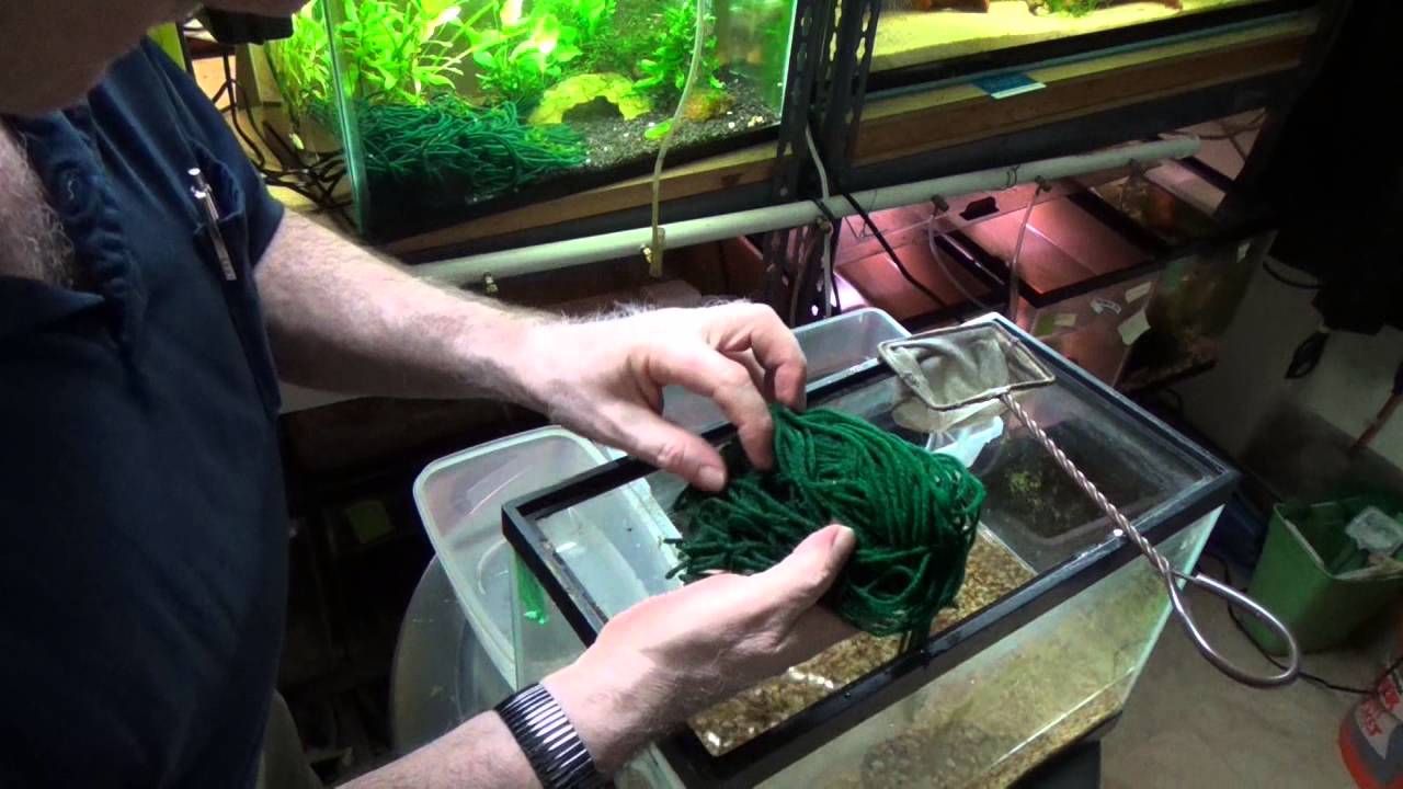 Collecting Killifish Eggs - Fundulopanchax Walkeri GH2/74