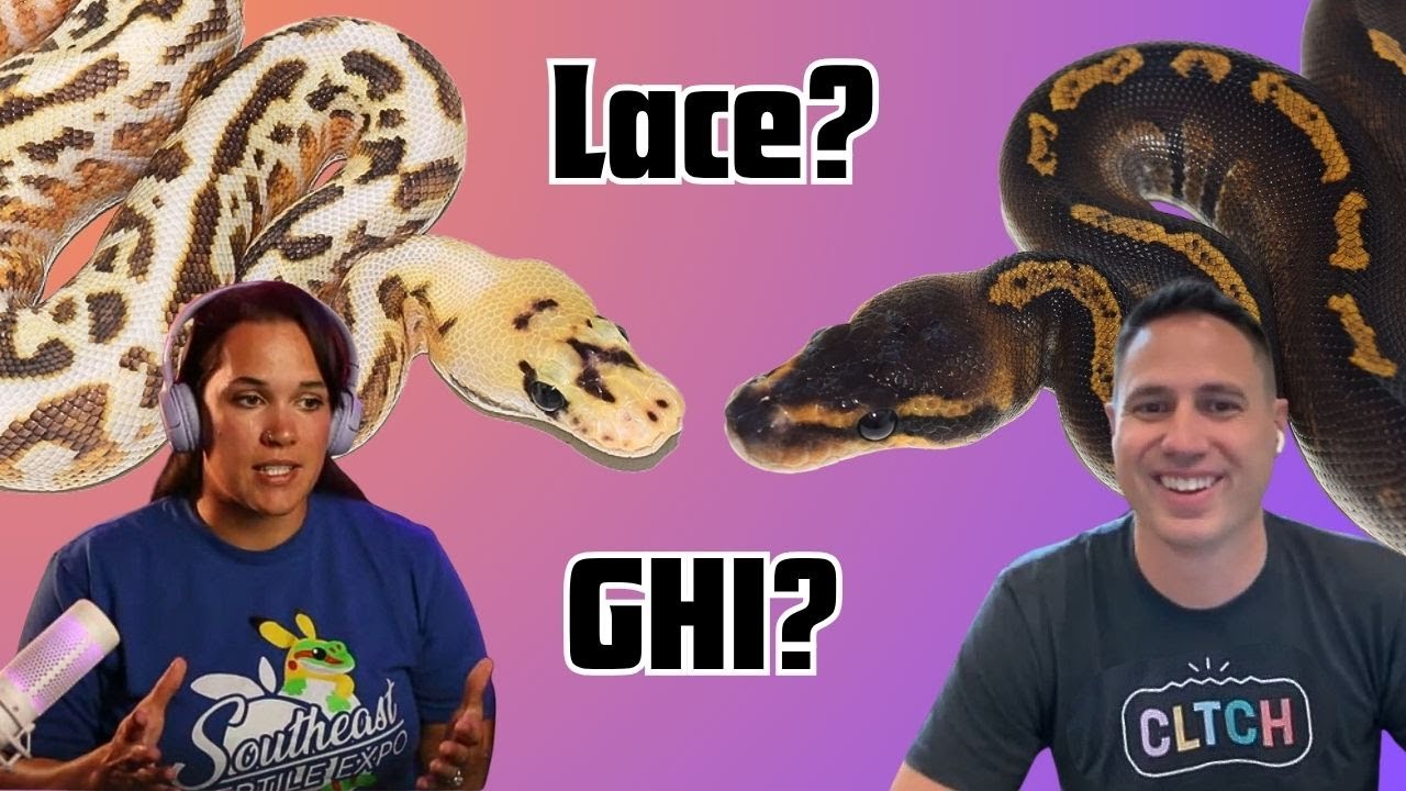 Pairing Lace & GHI? We Want To See Your Results! | Reptile Genetics Weekly Ep 120