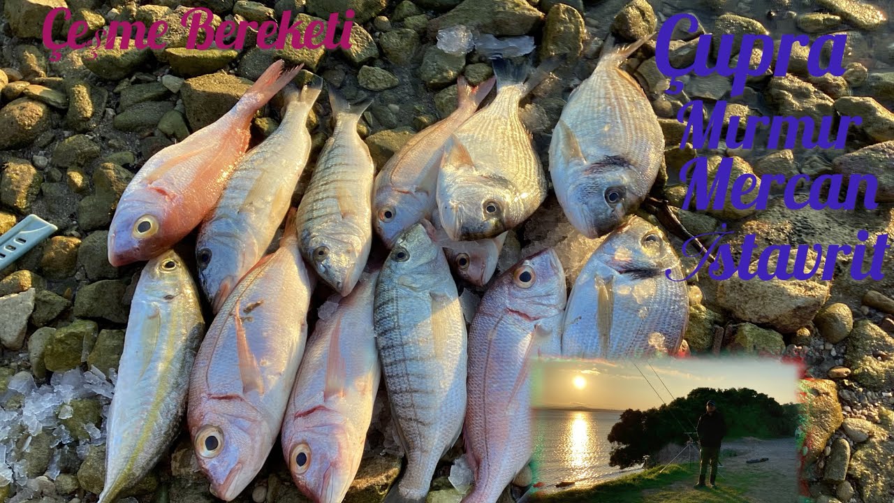 ÇEŞME DALYAN BALIK AVI.  ÇUPRA,MIRMIR,MERCAN 
