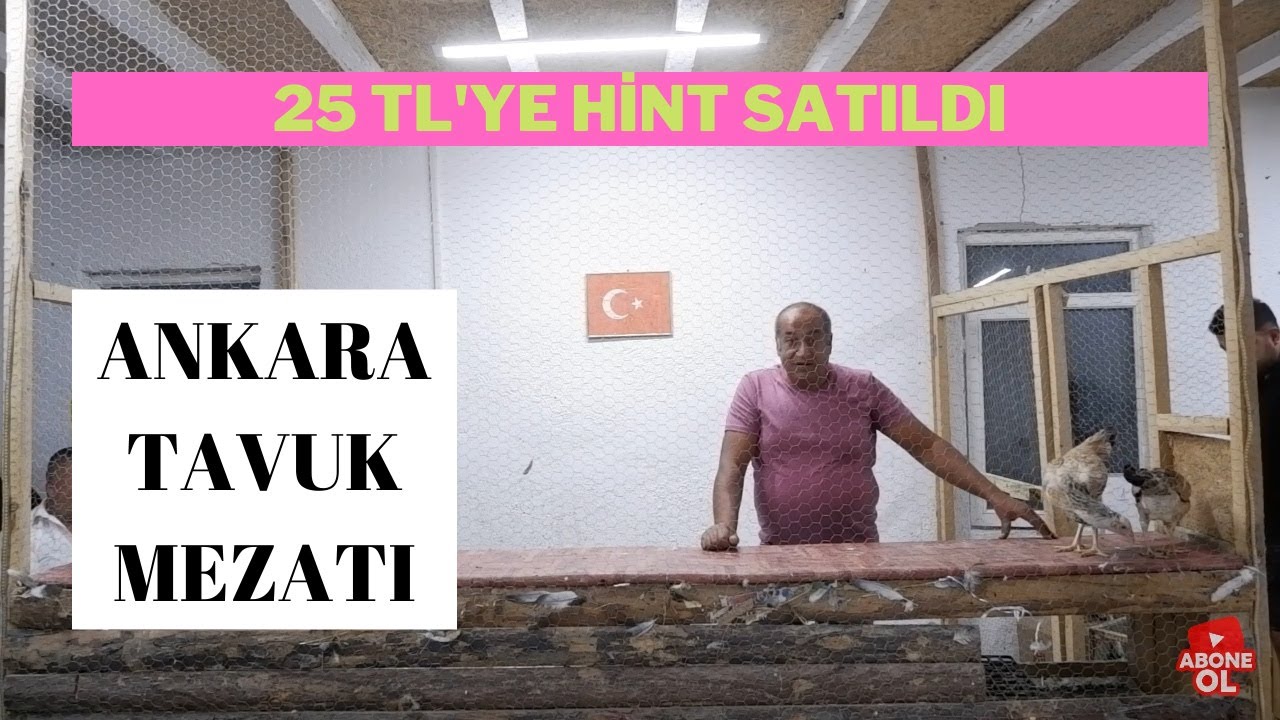MEZATTA HİNT TAVUK 25 TL'YE SATILDI - ANKARA TAVUK MEZATI