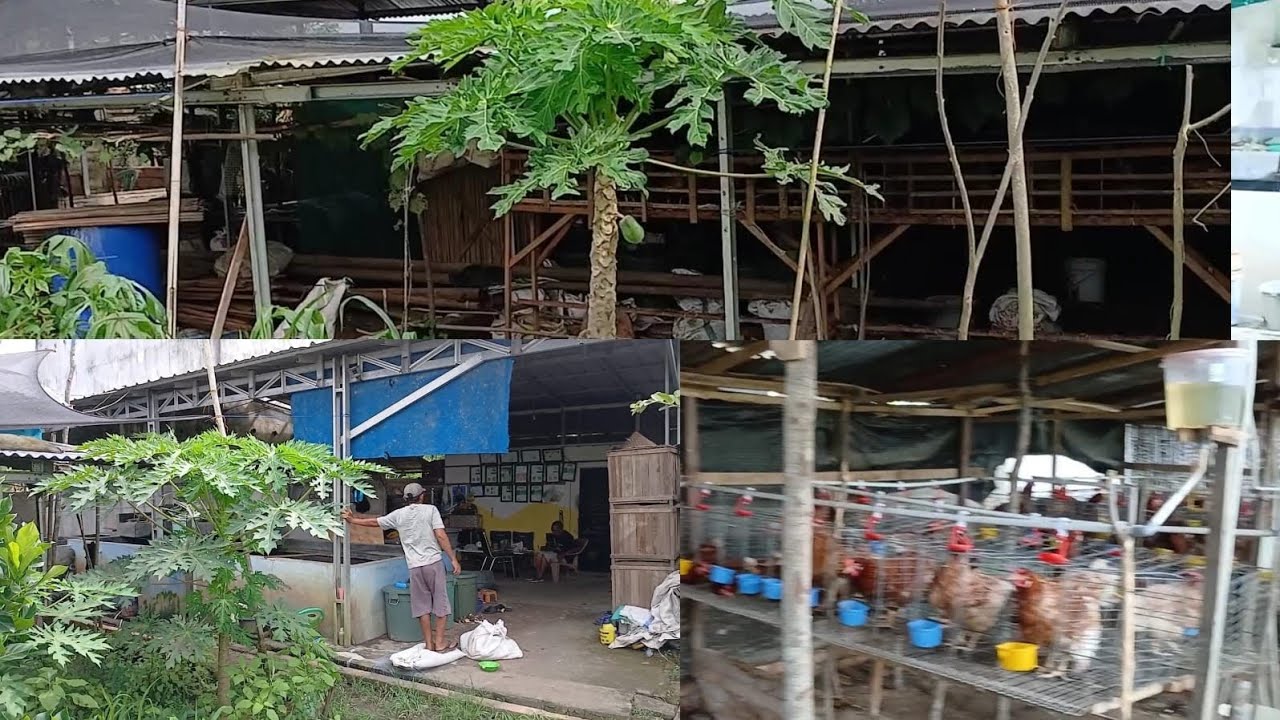 Pokoknya Harus Selesai. biar ayam sehat upgrade Kandang ayam petelur