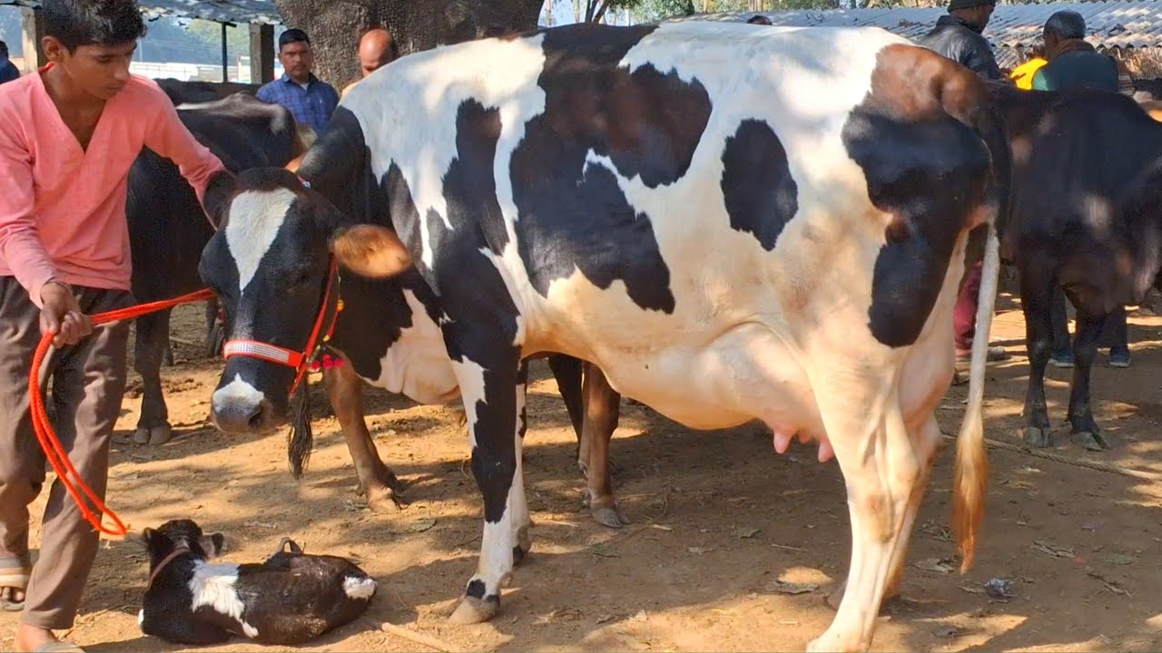उत्तर प्रदेश की सबसे सस्ती गाय‌ मंडी mauhariya gay mandi prayagraj gay ki Mandi