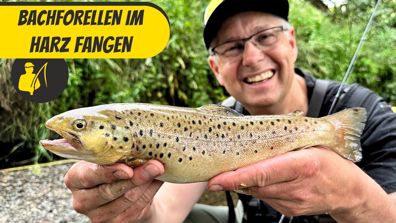 Bachforellen im Harz fangen