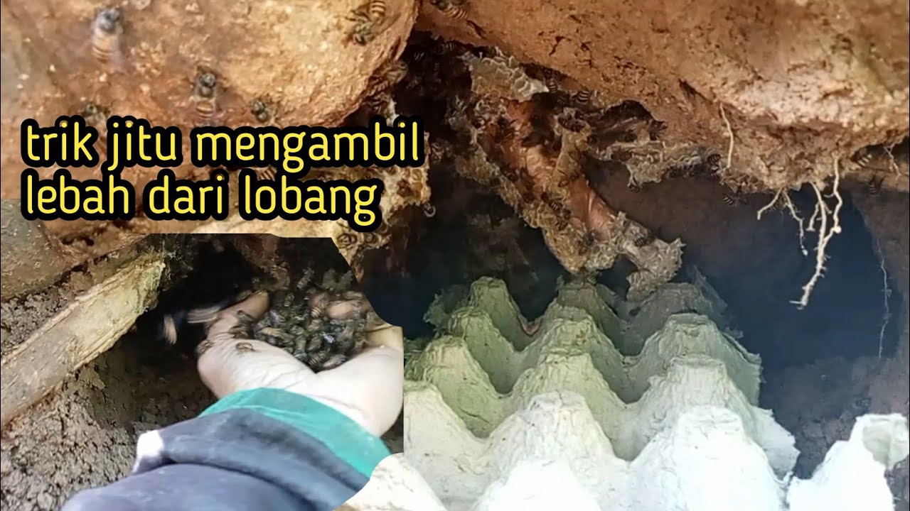 cara mengambil lebah apis cerana dari alam