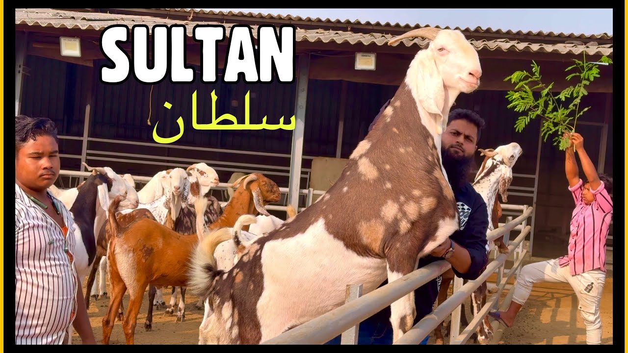 Sultan - Mumbai’s Biggest Gujri Khassi Goat at Al Ahmed Goat Farm Padgha