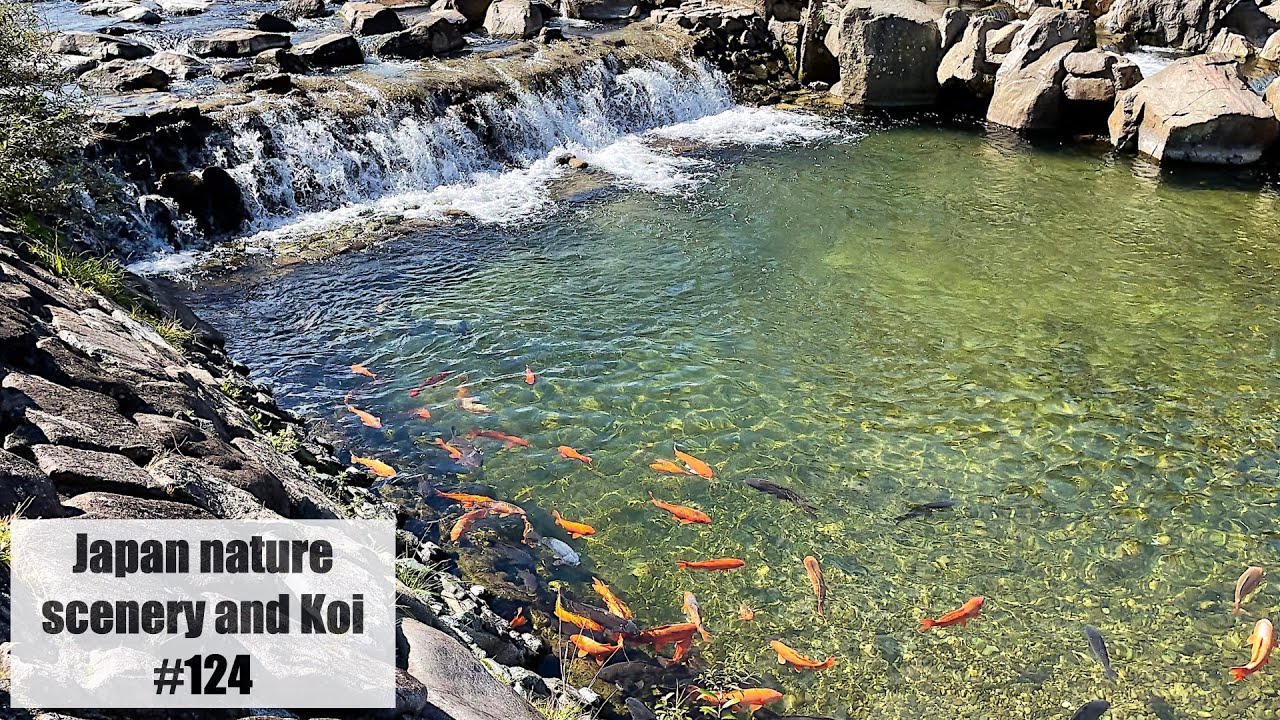 Koi and Japan nature scenery