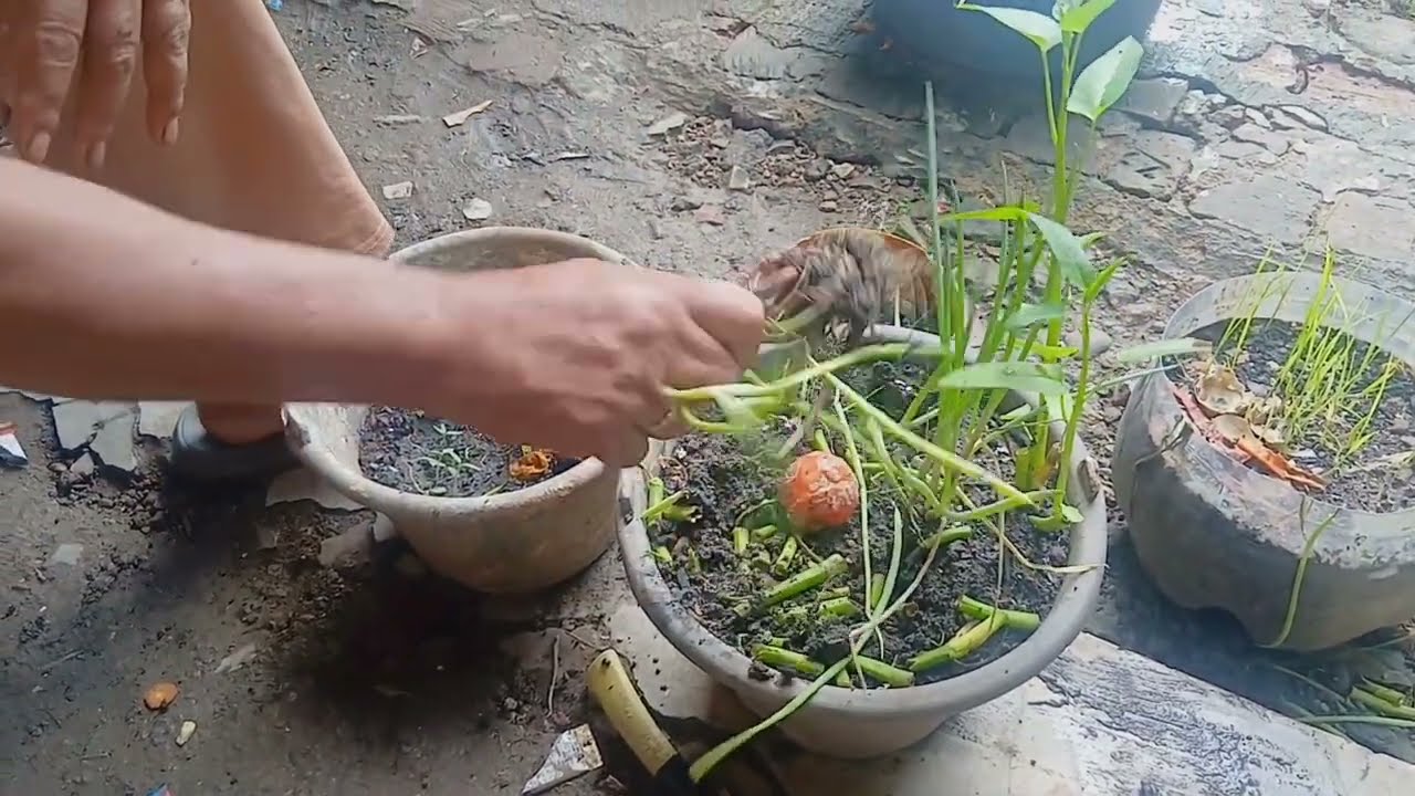 Singkong dan jagung 🍃#berkebun #panensingkong #jagung 