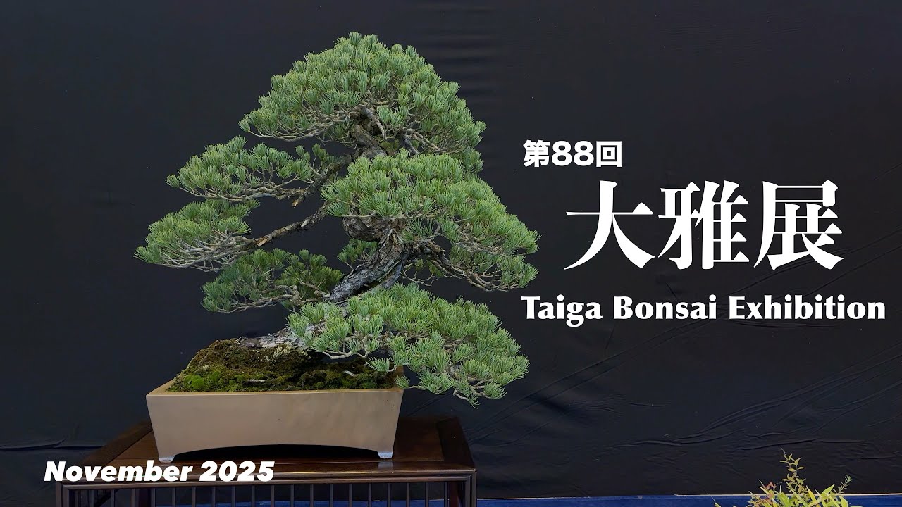 第88回  大雅展／The 88th Taiga Bonsai Exhibition