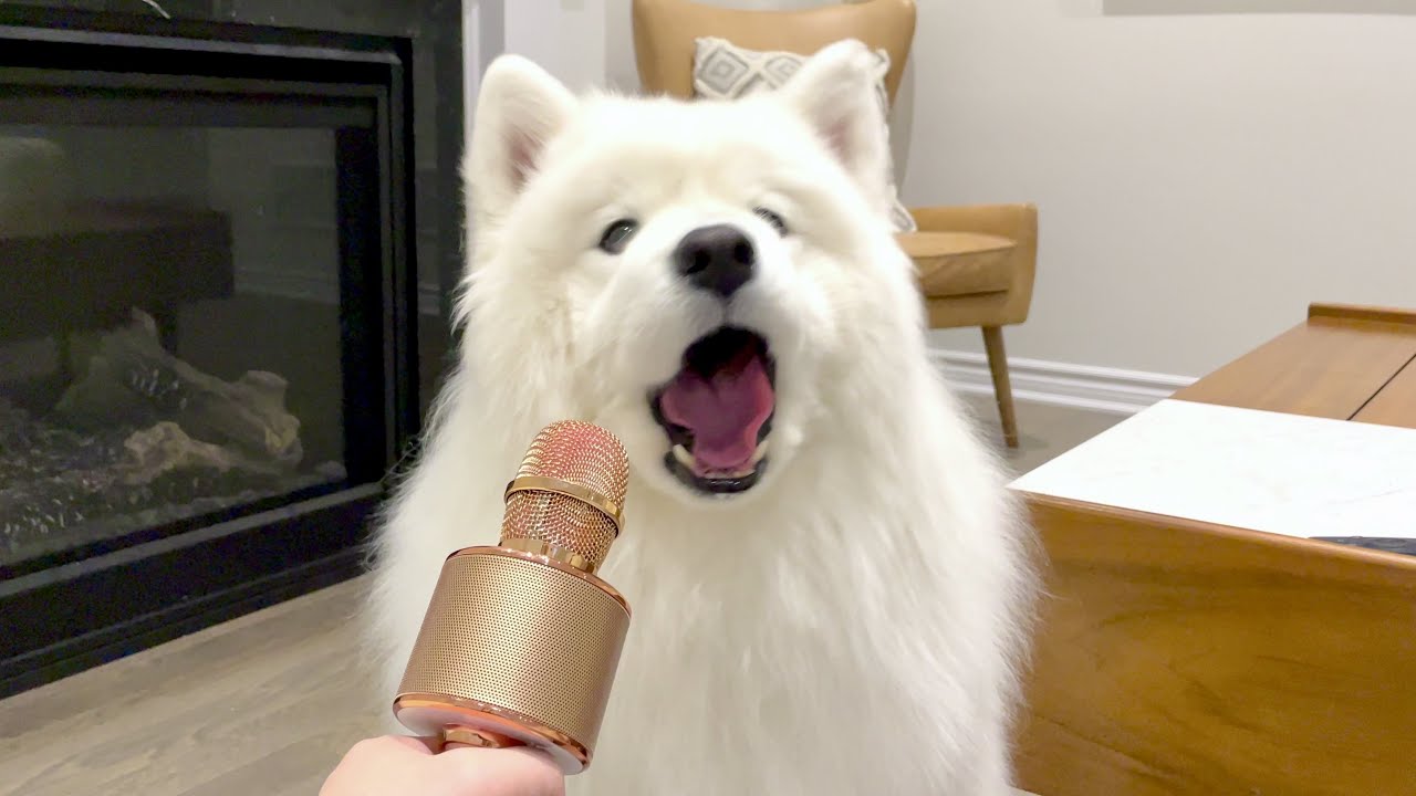 Я позволю моей собаке говорить с микрофоном, и это случилось
