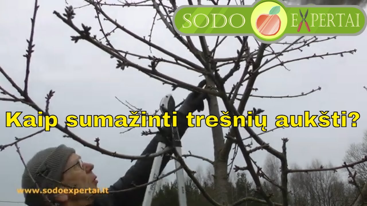 Kaip sumažinti trešnių aukštį?