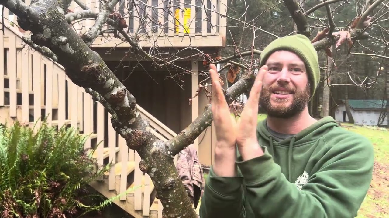 Structural pruning fruit trees