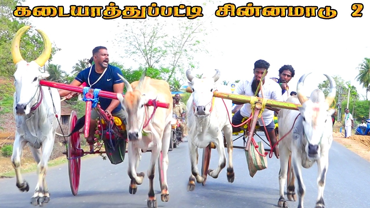 கடையாத்துப்பட்டி சின்னமாடு 2 பந்தயம் 18.03.2026 
