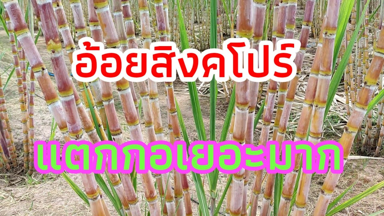 อ้อยสิงคโปร์ แตกกอเยอะมาก อ้อยสิงคโปร์เป็นอ้อยคั้นน้ำ