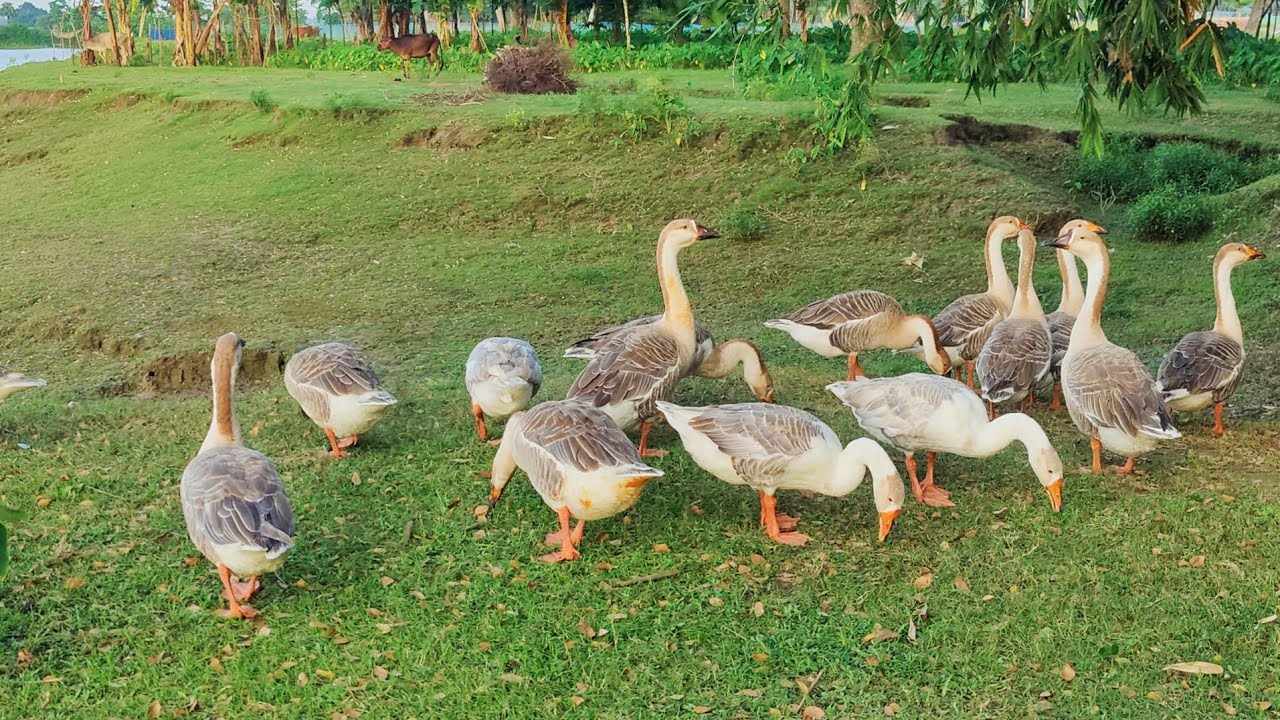 The native king duck is very beautiful.
