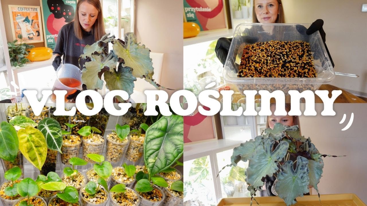 VLOG ROŚLINNY 🌱 / Kanuma, czy warto kupić? / Przesadzanie dużej alokazji: jak ja to robię? / Porady