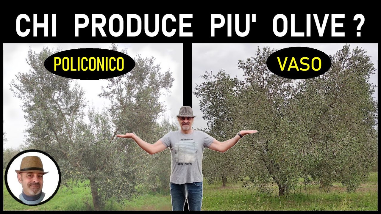 Policonico o a VASO? Chi produce di più?