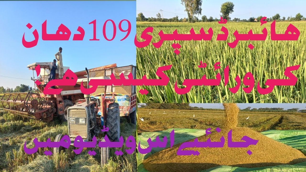haibread rice crop seed sopri 109||completely revaw in haibread rice seed 109