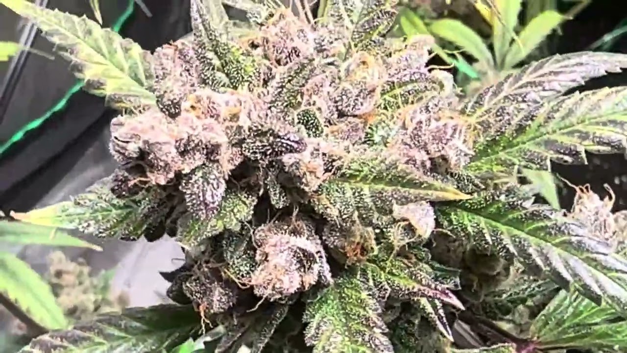 LSD25, Frost banger, cherry cola and gorrilla cookies