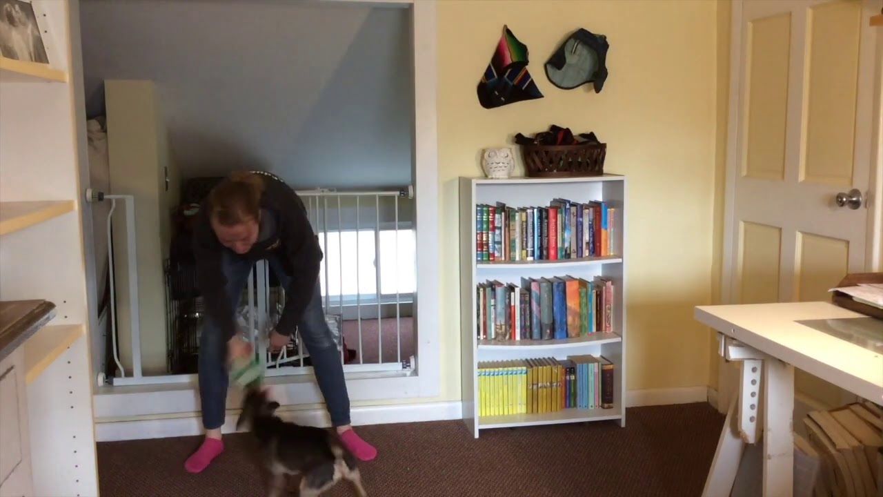 Chaining behaviors in dogs