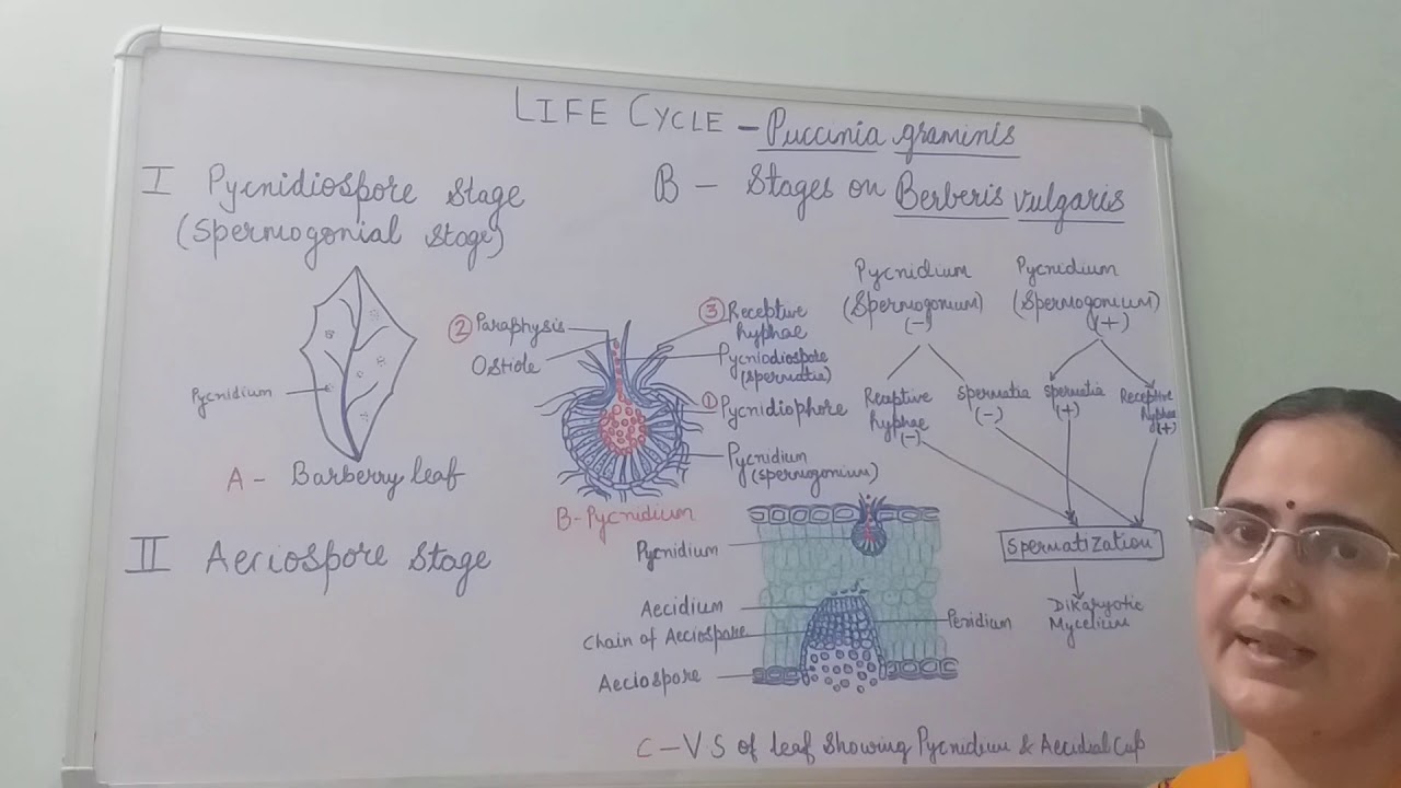 Puccinia graminis-Life Cycle, Stages on Berberis vulgaris, B.Sc. Part-I, Dr. Vinod Kumari.