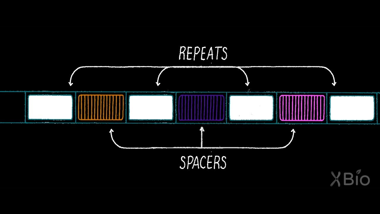Как CRISPR работает как бактериальная иммунная система