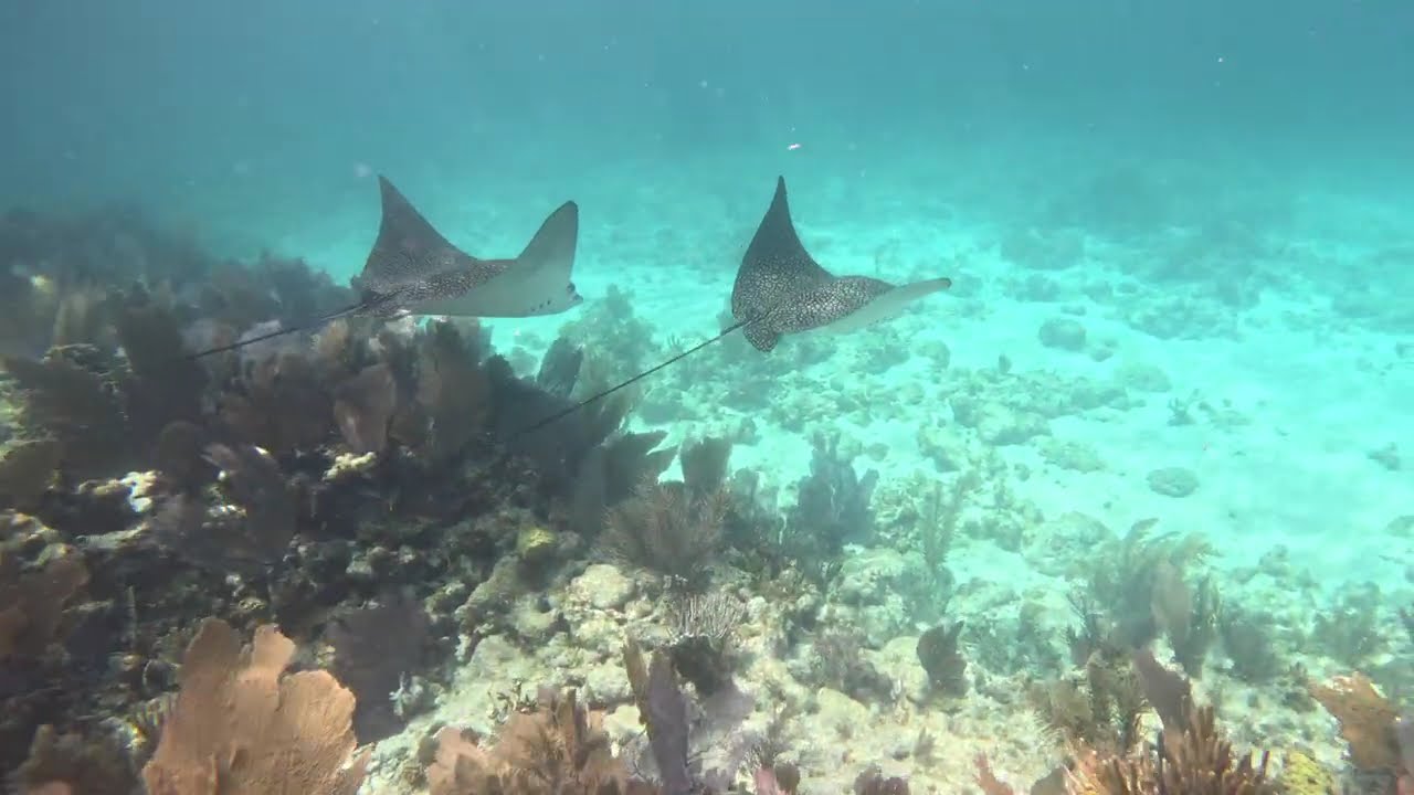Snorkeling Dry Rocks Reef - The best shallow reef in the Florida Keys!