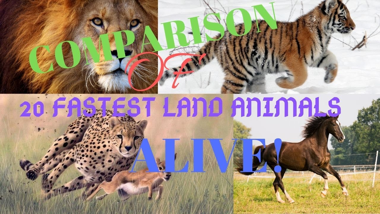 COMPARISON OF 20 WORLD'S FASTEST LAND ANIMALS ALIVE!