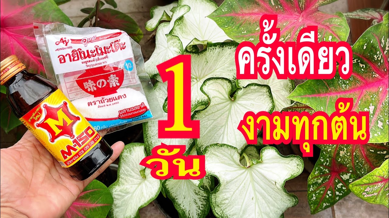 ตะลึงแชร์!!แค่1ช้อนบอนสีสดงามเด่นทันใจเร่งสีบอนสีให้เด่นแตกกอเร็วเป็นพุ่มสวยงามทุกต้น100%แม่ก้อยพาทำ