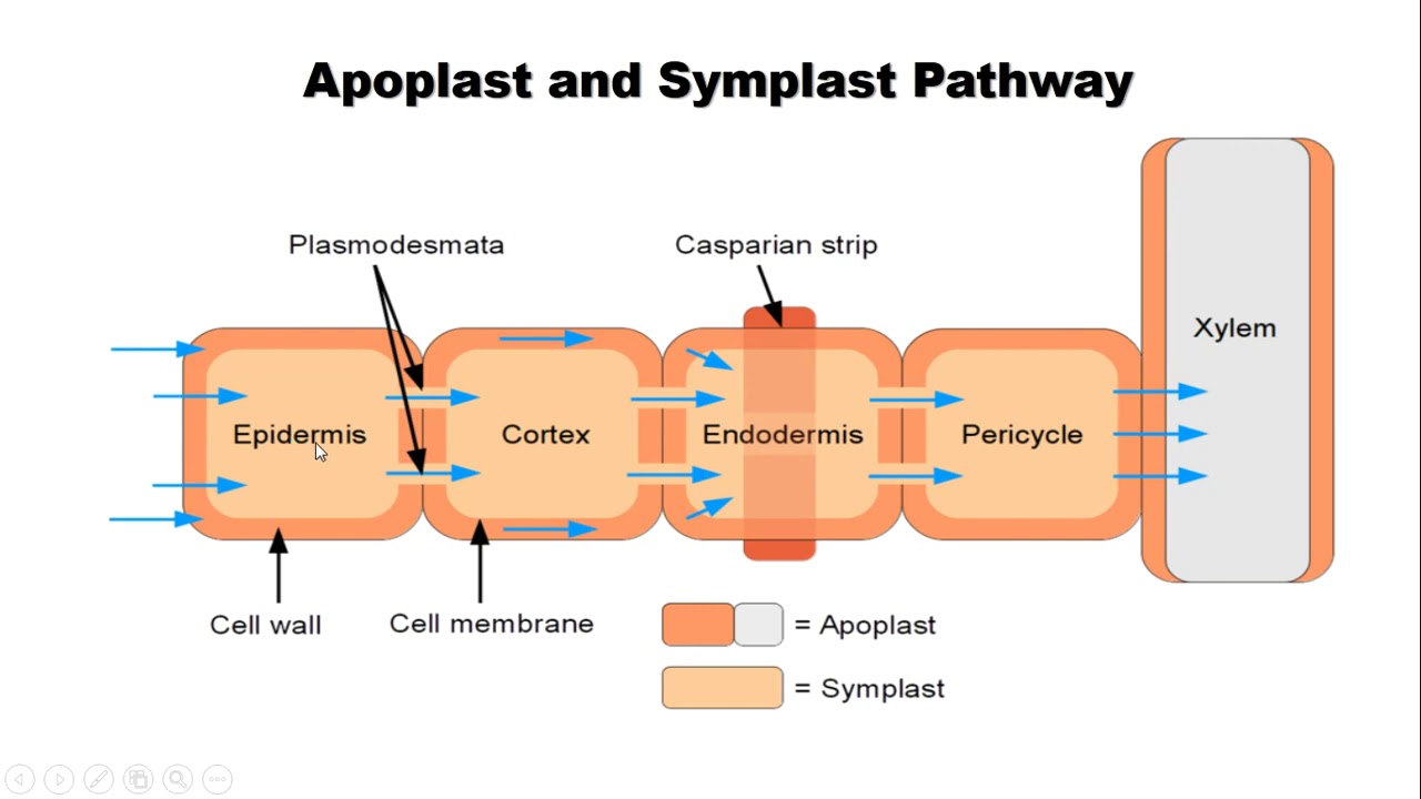 Apoplast and symplast pathway
