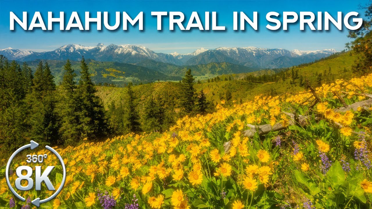 Immersive Spring Hike on Nahahum Trail 8K 360° VR | Real Nature Sounds & Stunning Wildflowers