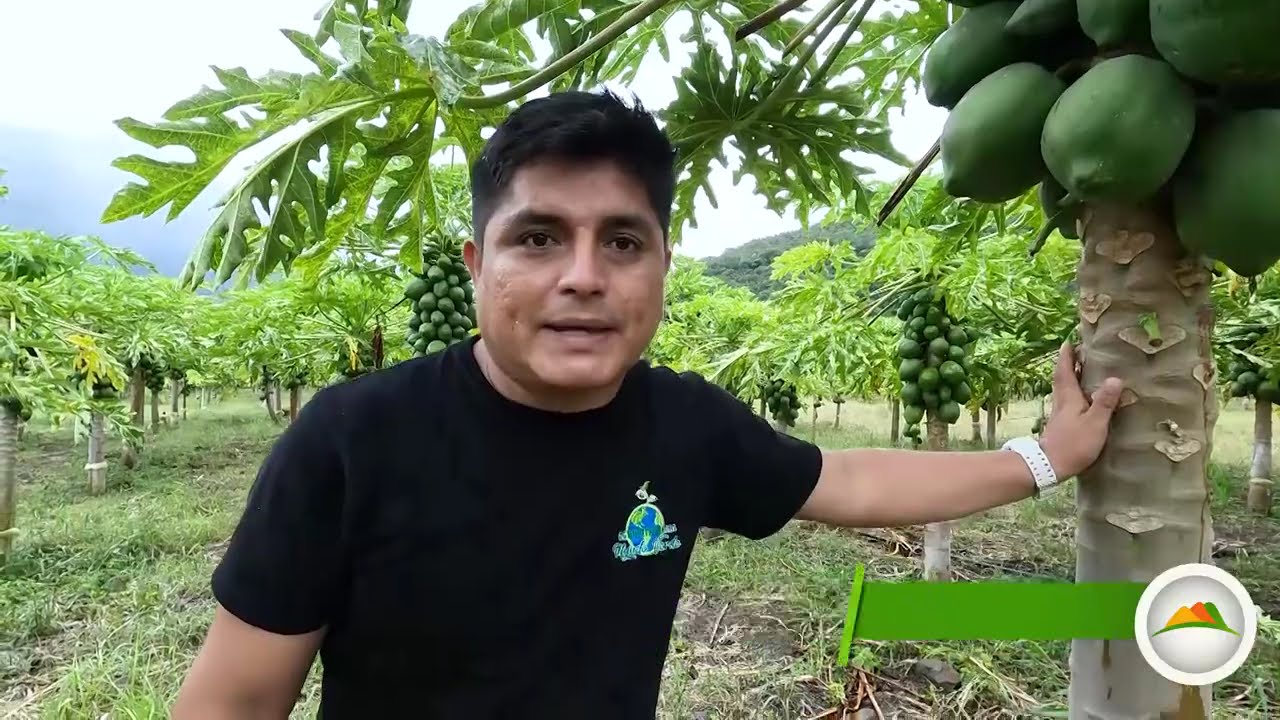 EDGAR POMA: EXPERIENCIAS EN LA PRODUCCION DE PAPAYA CINTA F1CON EL ING. JOSE SAMBRANO