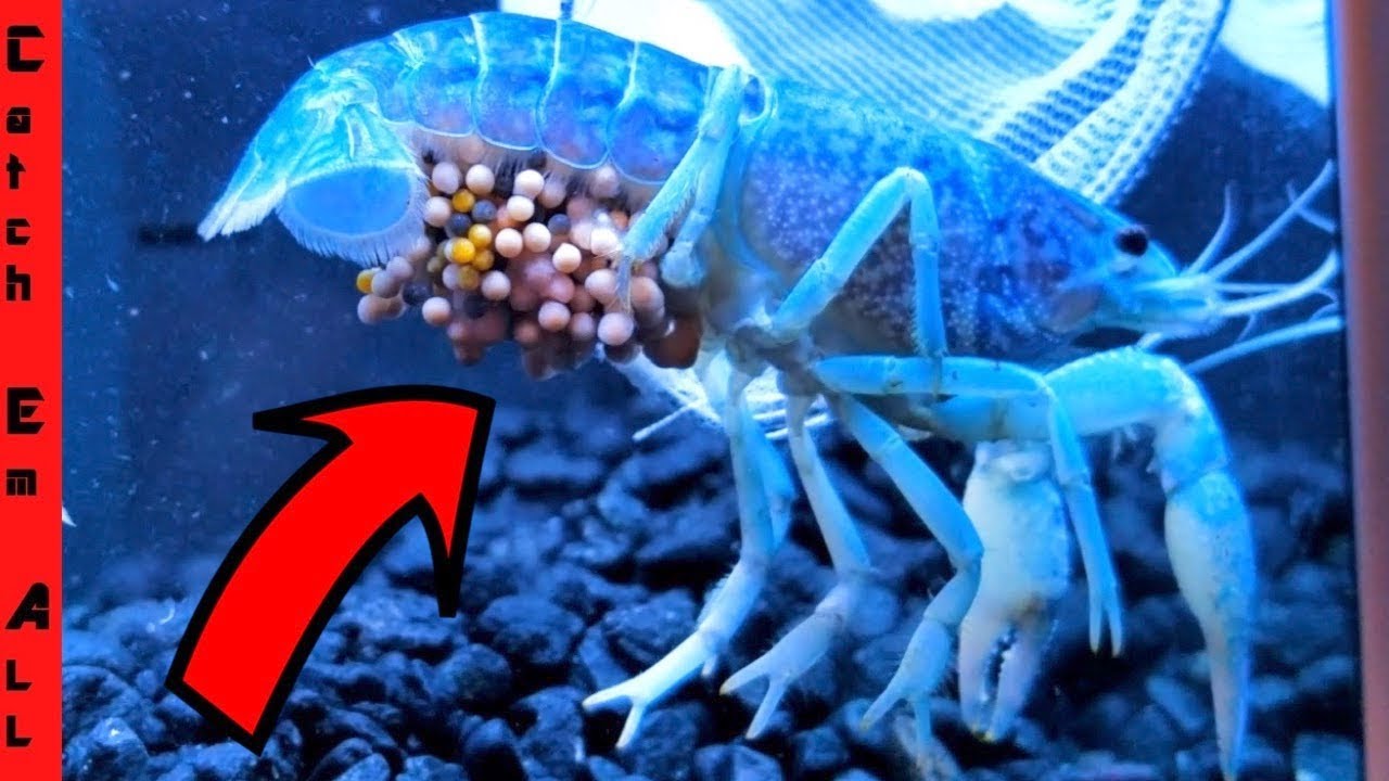 HATCHING Multi- COLORED CRAWFISH EGGS at Home baby Lobsters!
