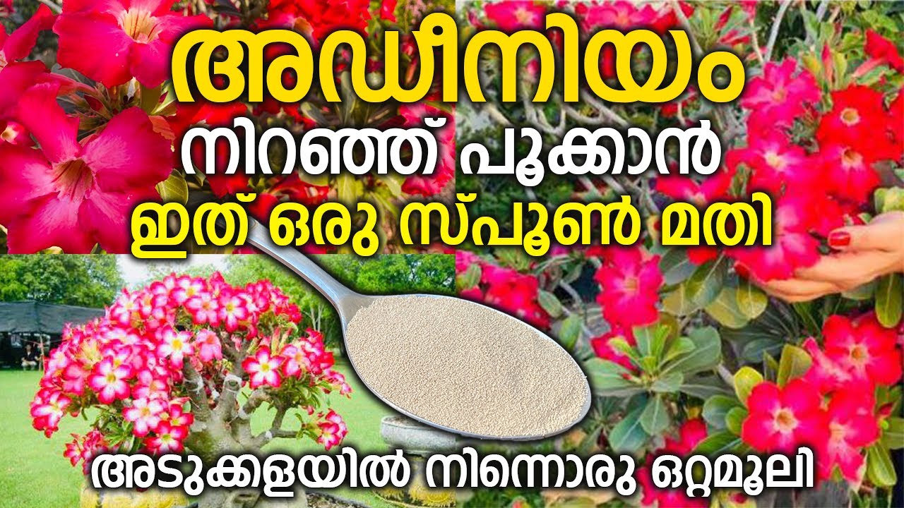 അഡീനിയം നിറഞ്ഞ് പൂക്കാൻ ഇത് ഒരു സ്പൂൺ മതി ||adenium plant care malayalam
