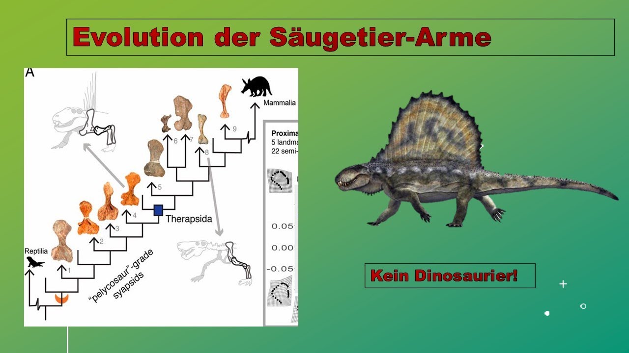Evolution to go 6: Evolution der S&auml;ugetierarme