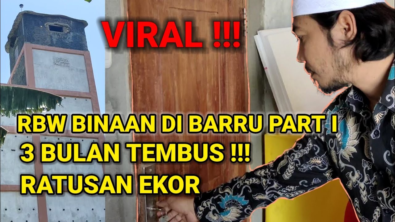 Virall!! Alhamdulillah Rbw binaan Tim walet Bombana di Barru part 1 3 bulan tembus. bukti nyata..