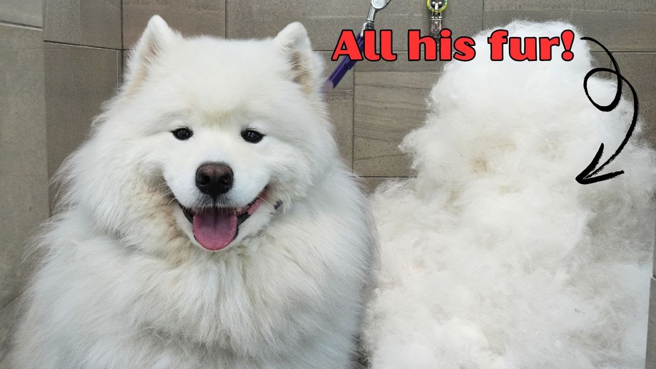 The Most Satisfying Dog Groom You'll EVER See! - SO. MUCH. FUR.