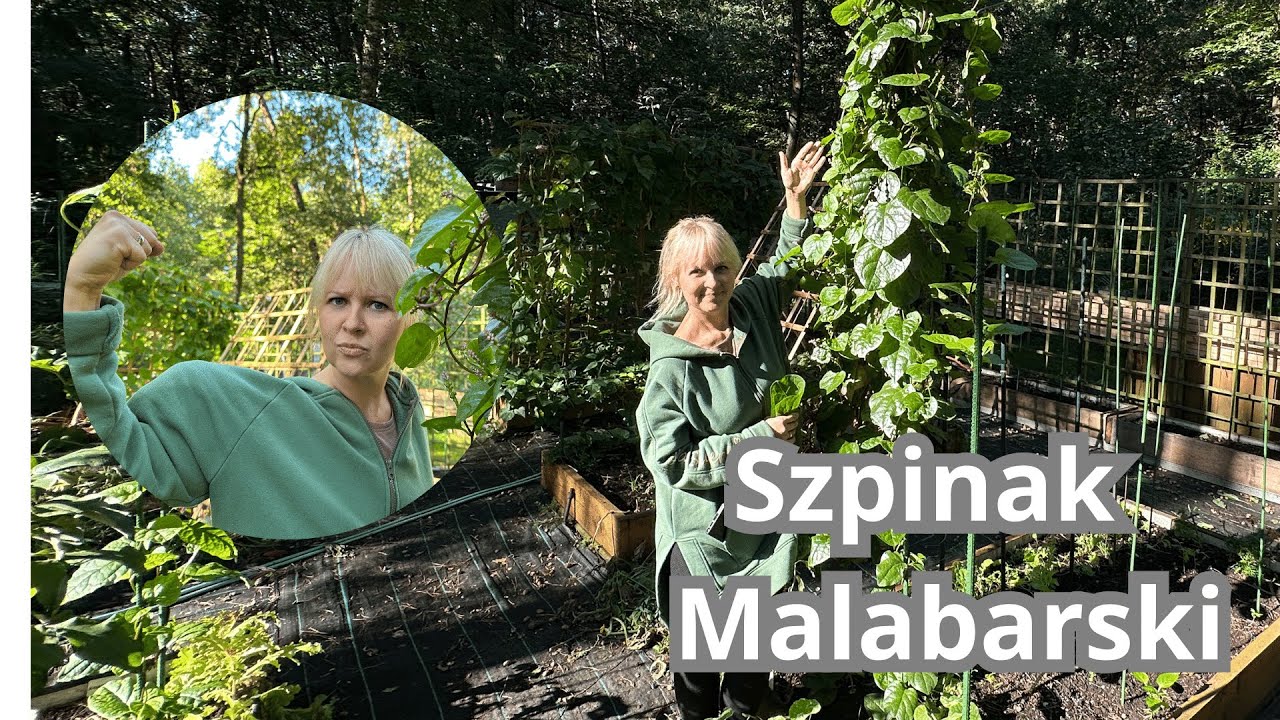 Szpinak Malabarski - jak smakuje? jak uprawiać w Warzywniku? porównanie stanowisk?