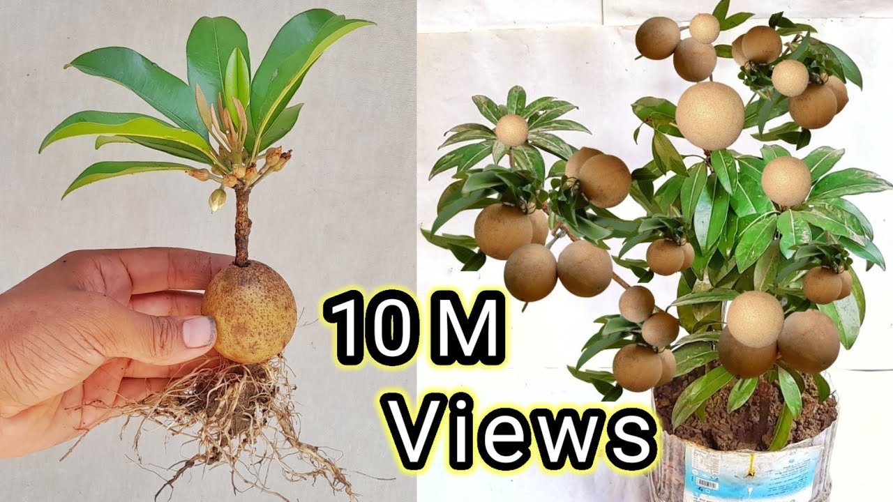 If You Know This Sceret You Can Propagate Any Plant 100% Success