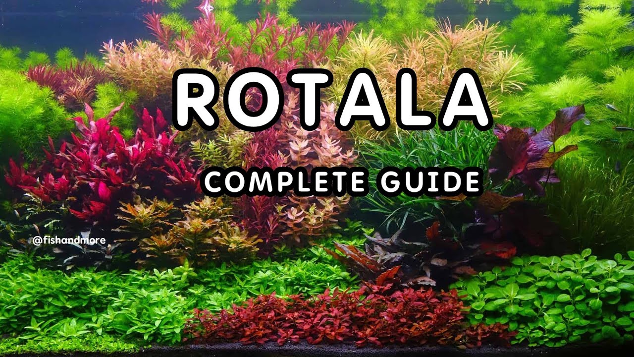 COMPLETE GUIDE ON ROTALA | CARE TIPS FOR ROTALA |