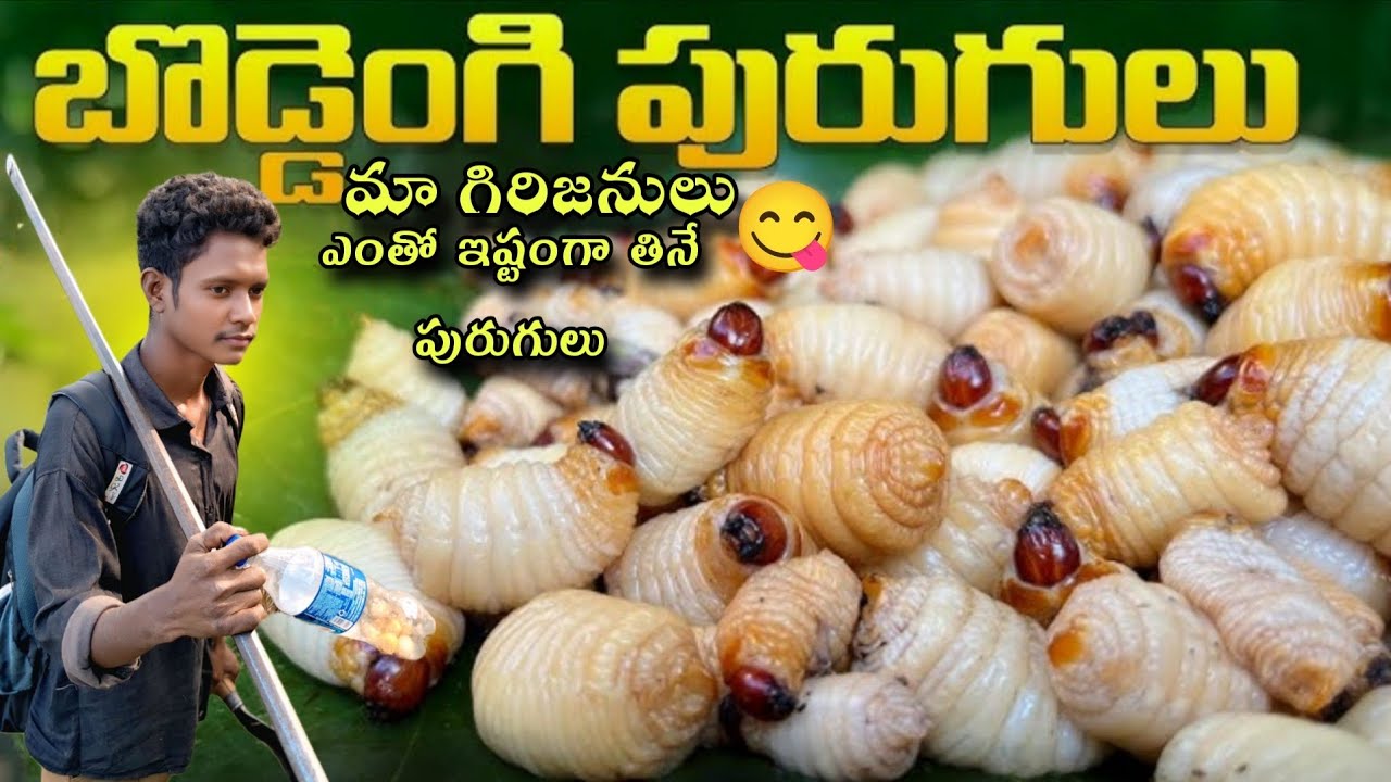 మా గిరిజనులు ఎంతో ఇష్టంగా తినే బొడ్డేంగి పురుగులు ||😋 మీరు ఎప్పుడైనా తిన్నారా|| village life Asr