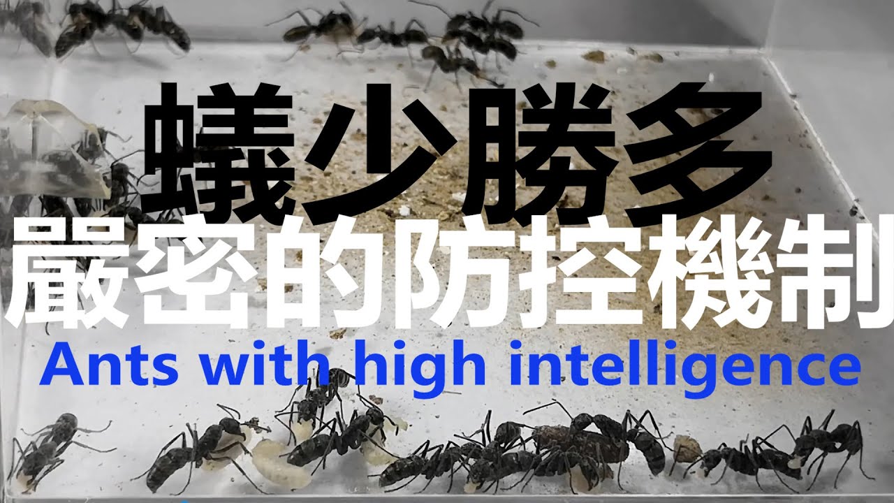 敵眾我寡，蟻少勝多，高智商螞蟻布置史上最嚴密的防控機制，太聰明了！