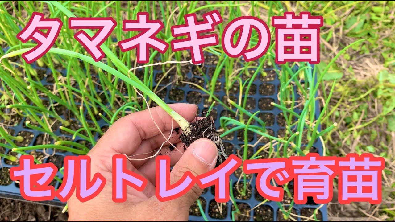 玉ねぎの苗のセルトレイ育苗51日間の記録