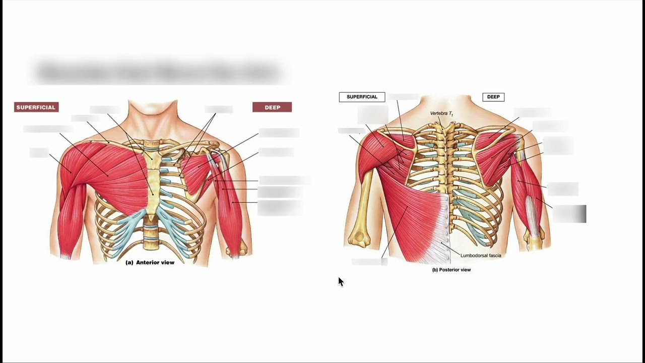 Shoulder Anatomy for Runners: Improve Arm Drive & Posture