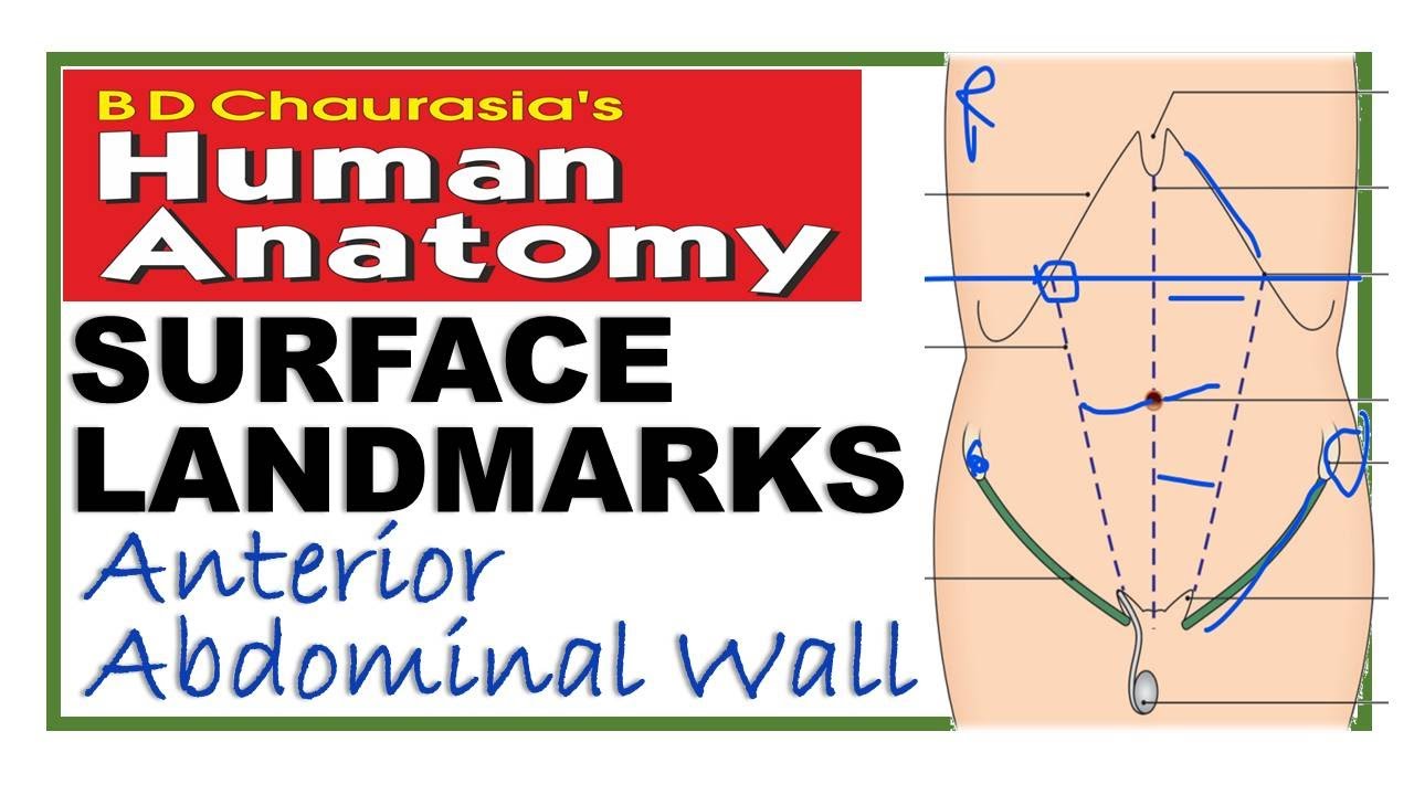 Chp16 | Abdominal Wall | Surface Landmarks | BDC Vol2 | Abdomen | BD Chaurasia | Dr Asif Lectures