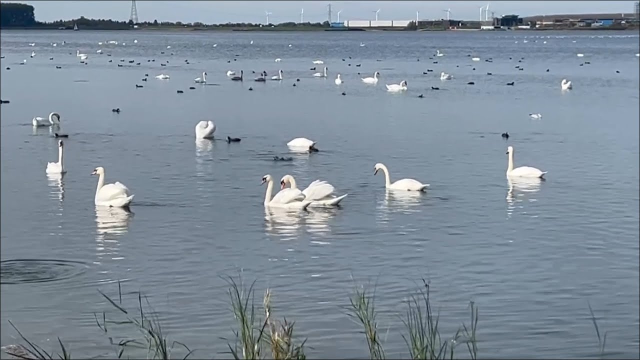 Swan Lake in the Netherlands