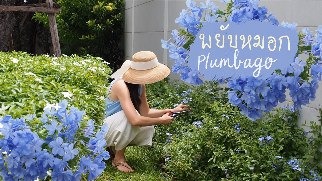 EP.44 Plumbago ต้นพยับหมอก ดอกไม้สีฟ้า ทนแดด ออกดอกตลอดปี