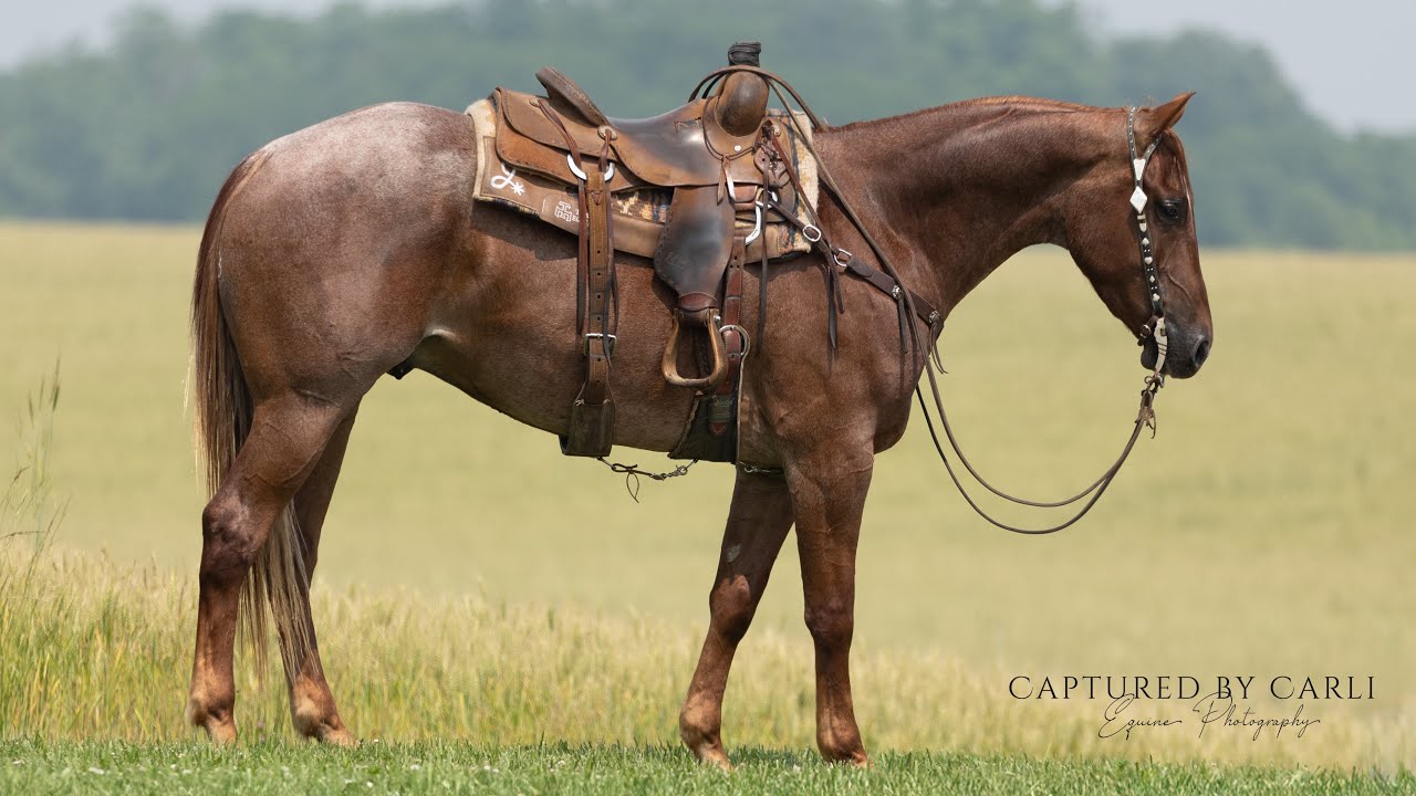 Clifford - 2021 Model AQHA Gelding 