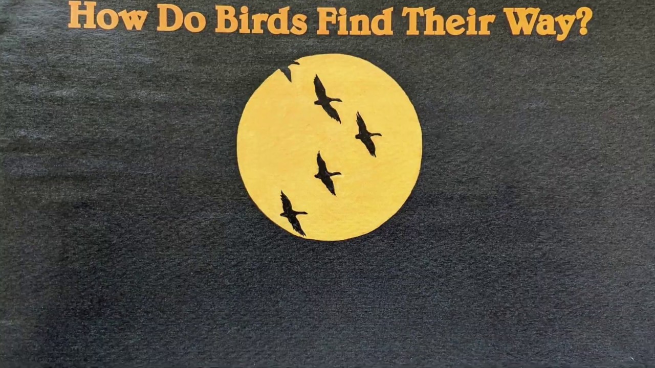 How Do Birds Find Their Way? Read Aloud