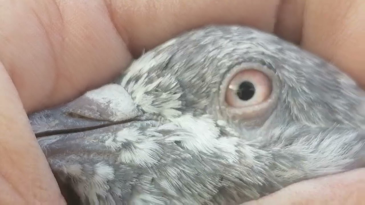 20 پیس آؤٹ کلاس 650 پر 03485914506#miangpigeon 